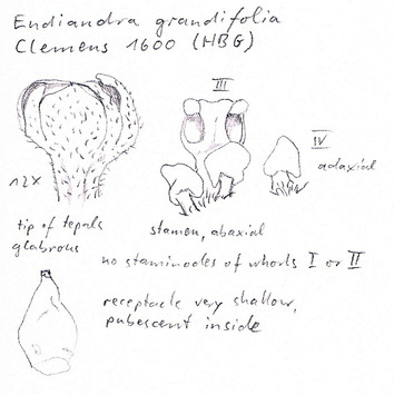 Vorschaubild Endiandra grandifolia Teschner